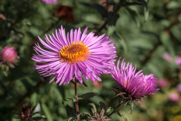 New England Aster (Symphyotrichum novae-angliae) in garden