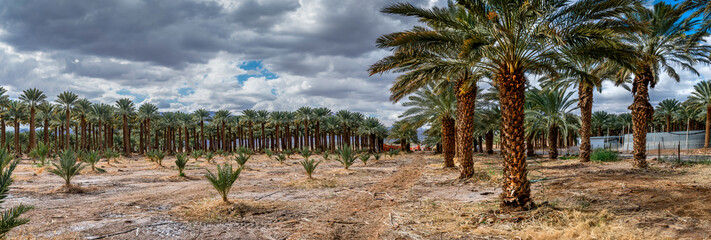 Panorama. Maintenance for plantation of date palms. Image depicts healthy food production and GMO...