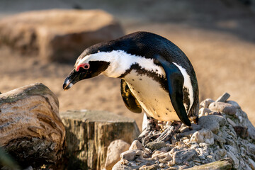 Pinguin im Zoo auf Futtersuche.