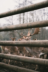 deer behind fence