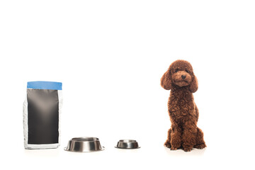 brown poodle sitting near pet food bag and metallic bowls isolated on white.