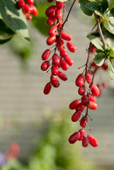 European Barberry (Berberis vulgaris) in garden