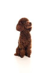 purebred brown poodle sitting on white.