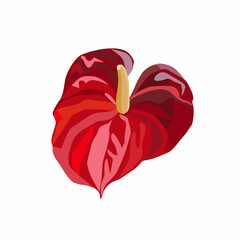 Red anthurium or flamingo flower, garden and house plant. Heart shape. Vector illustration