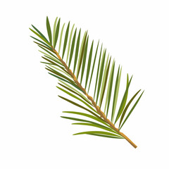 Fir or pine branch, grass for bouquets. Branches greenery elements of plant on white background. Merry christmas, happy new year. Vector illustration.