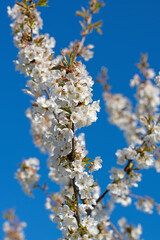 Blühender Kirsche, Prunus avium, im Frühling