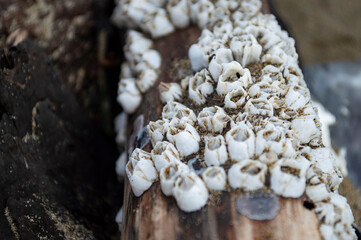A lot of little seashells on a wood