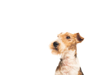 curly and purebred fox terrier isolated on white. - obrazy, fototapety, plakaty