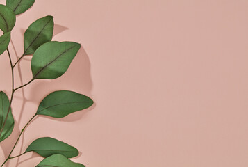 Fototapeta na wymiar Green plant leafs