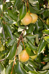 European Pear (Pyrus communis) in orchard