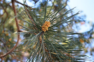Close-up of pine cone