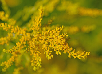 Blühende Goldrute, Solidago, Nahaufnahme