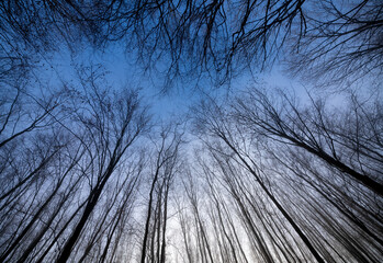 Treetops of Beech (Fagus) Trees in autumn winter forest with delicate branches in Iserlohn Sauerland Germany with fog and mist. Frog perspective with finely articulated branches and blue sky gradient.