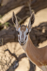 Springbok in the Kgalagadi