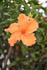 flor hermosa grande con follaje verde al rededor color amarillosa 