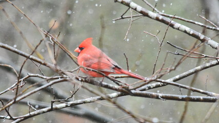 Cardinals and others Eating in the Snow