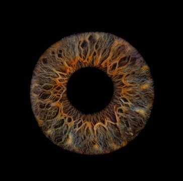 Iris