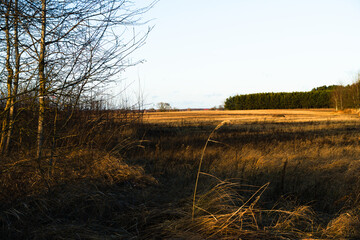 Landscape in the valley of the Narew river at sunset.