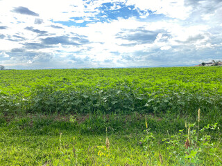 Sunflowers are growing on the big field in Sao Jose dos Campos, Brazil.