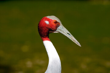 Portrait of sarus crane against dark green background