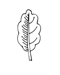 Nice Tree leaf. Hand drawing outline. Sketch isolated on a white background. Vector