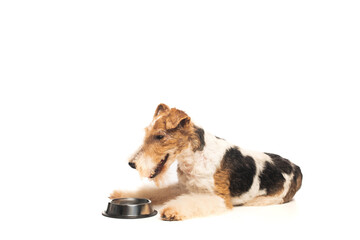 curly wirehaired fox terrier lying near bowl with pet food isolated on white.