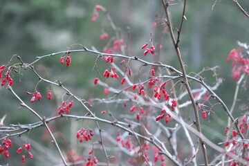 red berries on a branch