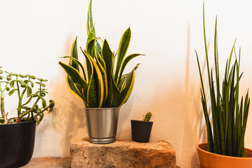 Collection of different plants in different pots. House plants on stones in front of white wall.