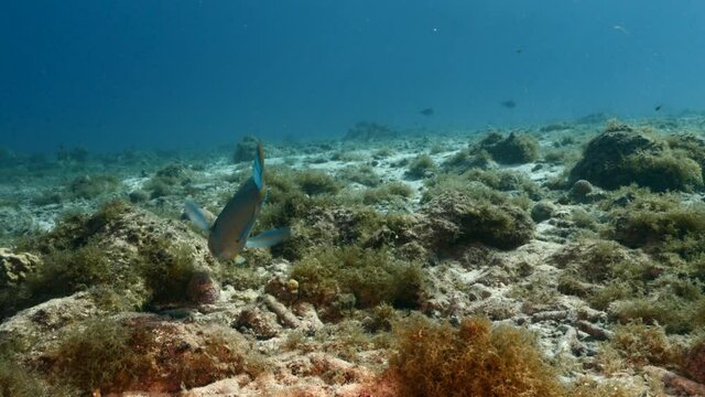Seascape with Queen Parrotfish in the coral reef of Caribbean Sea, Curacao