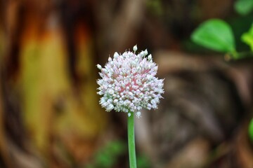 The beauty of the leek flower.