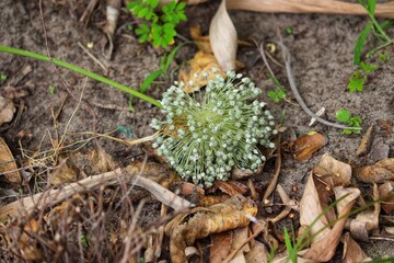 A leek flower drying on the ground.
