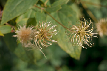 Large-Flowered Clematis (Clematis x jackmanii) in garden