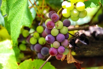 A beautiful vine with grapes at the beginning of growth.