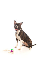 purebred american staffordshire terrier sitting near rubber toys on white.
