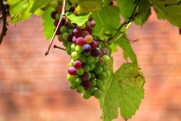 A beautiful vine with grapes at the beginning of growth.