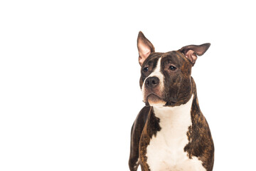 purebred american staffordshire terrier looking away isolated on white.
