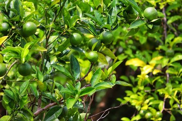 A small orange tree in the garden.
