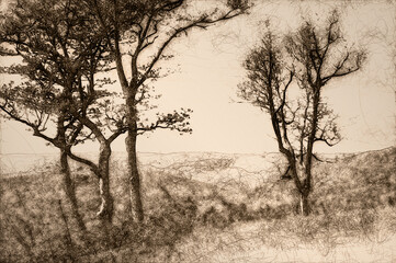 Sketch of Motionless Forest Trees Enveloped in the Silent Mountain Fog
