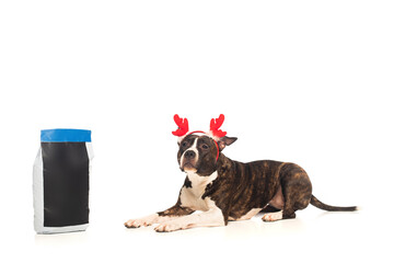 american staffordshire terrier in reindeer antlers headband lying near bag with pet food on white.