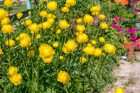 Globe-flower (Trollius europaeus) in garden