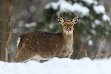 Female deer in the winter forest. Animal in natural habitat