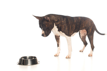 purebred american staffordshire terrier standing near bowl with pet food on white.