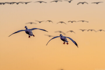 Snow Geese at sunrise