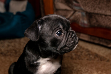 Funny two month old french bulldog black color with white chest. Close-up portrait.