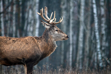 Majestic and powerful adult red deer in the autumn birch grove in the forest. Wild deer close-up.