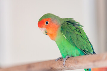 red and green love bird on a perch