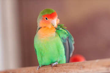 Fototapeta na wymiar red and green love bird preening himself