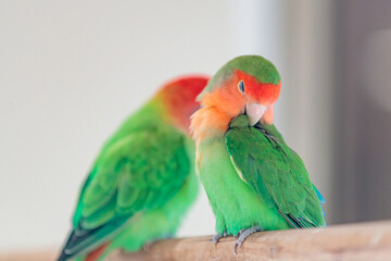 red and green love bird preening himself