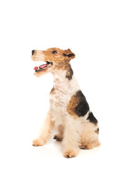 wirehaired fox terrier with open mouth sitting on white.