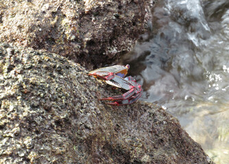 Moorish  Crab or Red Crab. (Grapsus adscensionis). Tenerife Island. Canary Islands. Spain. 